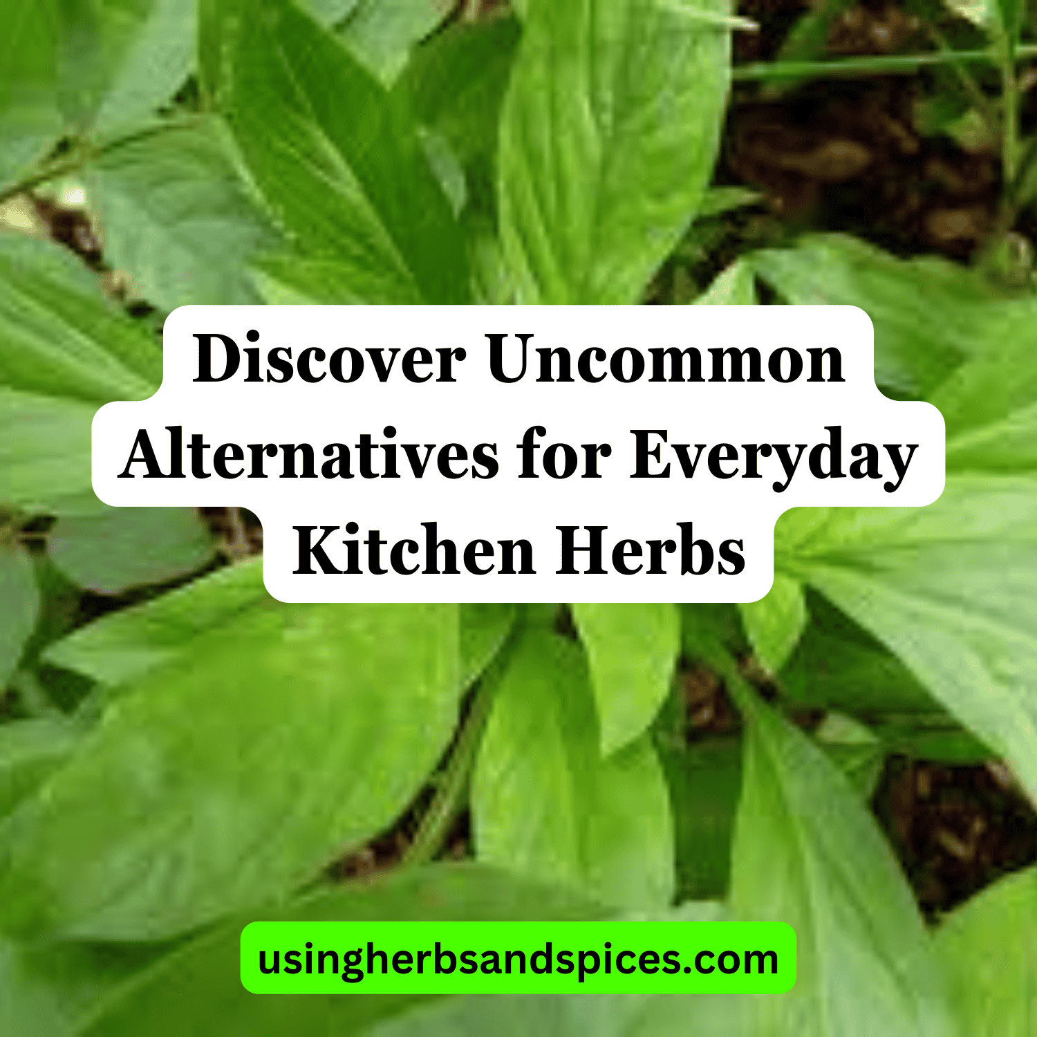 Discover Alternatives for Everyday Kitchen Herbs Using Herbs